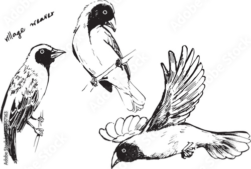 Detailed black ink drawing of village weaver bird perched and in flight. Known for intricate nests and vivid plumage, this vintage-style sketch is ideal for bird prints, nature lovers, or educational 