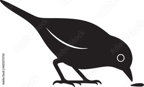 tame bird  পাখি 