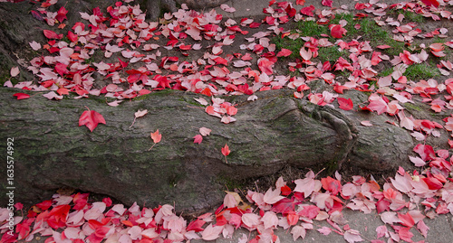 Wallpaper Mural pink leaves on a log, fallen log and pink leaves, leaves scattered on a log Torontodigital.ca