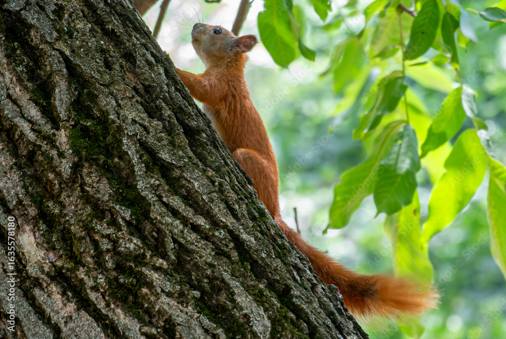 Obraz premium Red squirrel climbing tree in summer forest 