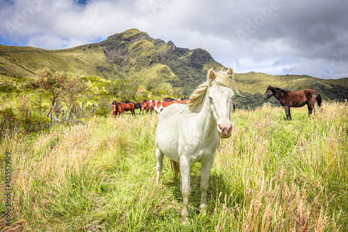 Pasochoa Volcano, Pichincha Province, Ecuador - July 5, 2025: Beautiful white horse with a group of brown horses, in the middle of nature and the summit of the Pasochoa volcano in the background.