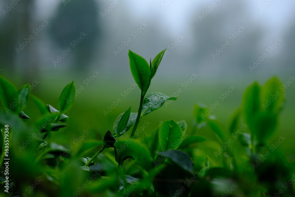 Fototapeta premium Tea plantation. Tea leaf shoots. Camellia sinensis is a tea plant, a species of plant whose leaves and shoots are used to make tea