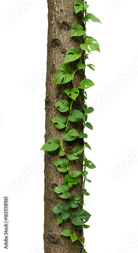 Realistic Isolated Photo of Tree Trunk with Green Vine on Transparent Background