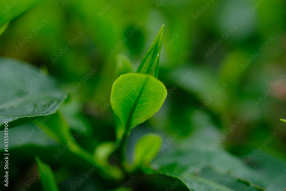 Tea plantation. Tea leaf shoots. Camellia sinensis is a tea plant, a species of plant whose leaves and shoots are used to make tea Tea plantation. Tea leaf shoots. Camellia sinensis is a tea plant, a species of plant whose leaves and shoots are used to make tea