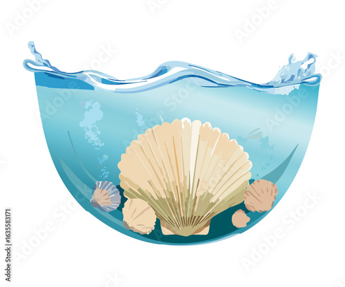  Scallop seashell submerged in a clear water bowl