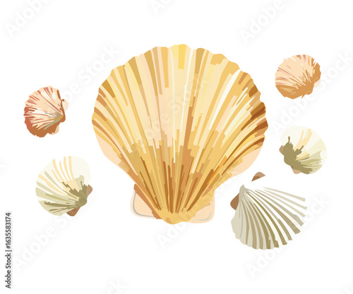 Collection of various scallop seashells on a surface