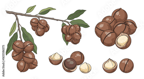 Nutritious macadamia nuts freshly harvested from a tree branch and grouped together