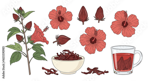 Botanical illustration of hibiscus sabdariffa plant and its products for refreshing beverages