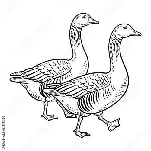 Pair of geese walking side by side Coloring Page, Vector, Illustration, Icon, Outline, Line Art, Silhouette, Logo, White Background.