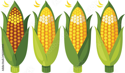 Four ears of corn in different stages of ripeness and color