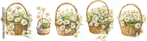 daisy basket watercolor clipart