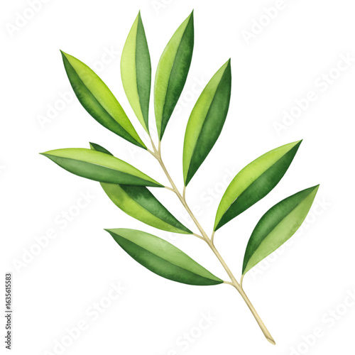 Watercolor Illustration Of Green Olive Branch With Leaves Isolated On Transparent Background