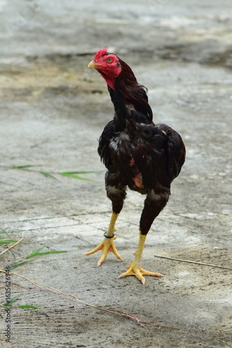 rooster in a farm. Aseel chicken breed.