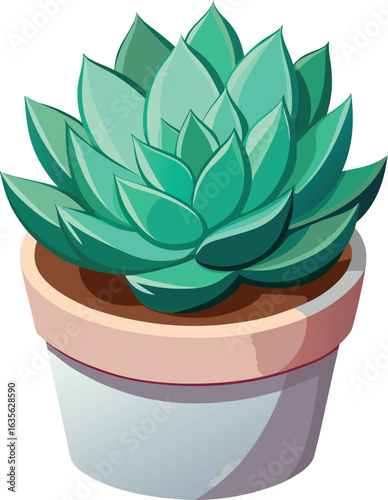 Echeveria succulent in ceramic pot