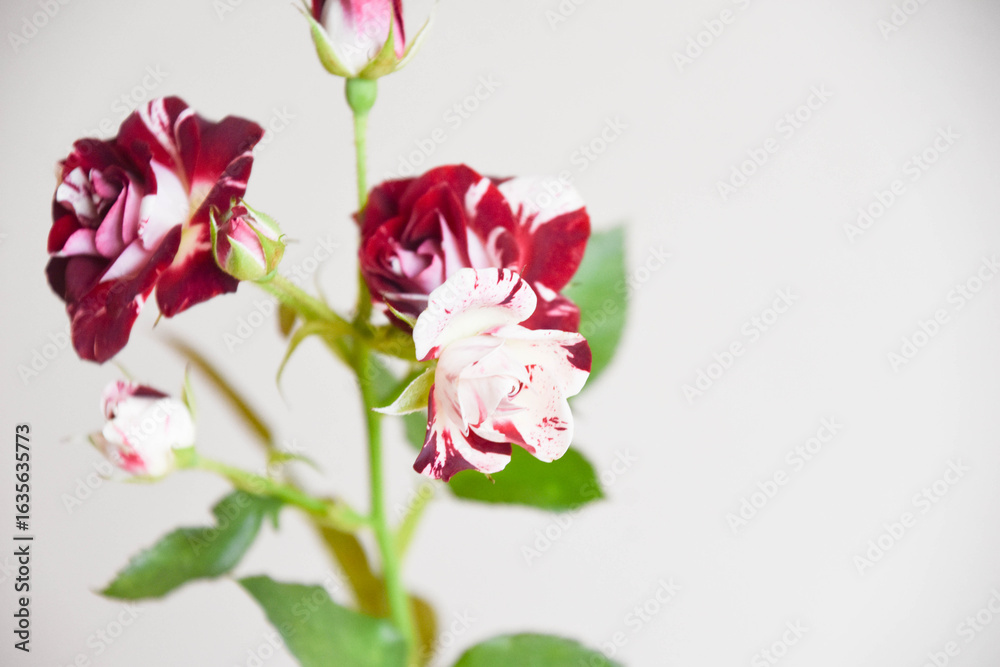 Fototapeta premium スプレーばら