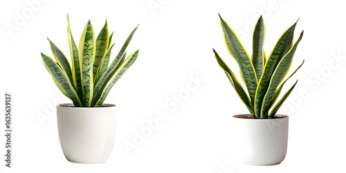 Snake plant in white pot isolated on a transparent background