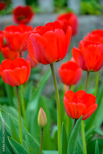 Blooming red tulips in flower bed in garden on spring day. Close-up. Soft focus.