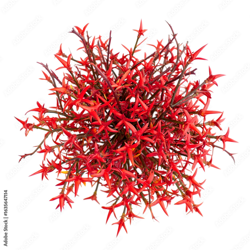 Naklejka premium Vibrant red Star-Shaped Flowers: A captivating top-down view showcases a vibrant arrangement of star-shaped red flowers.