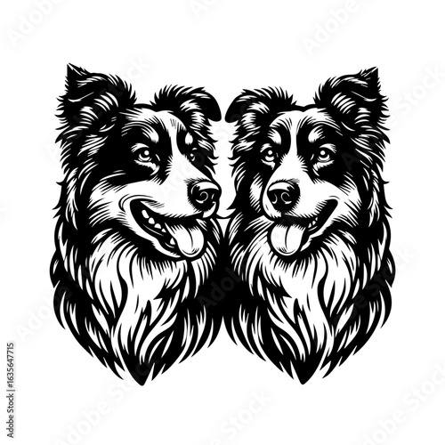 Charming black and white drawing of two border collie dogs isolated on white background