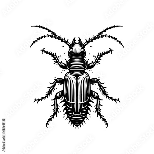 Detailed drawing of a beetle isolated on white background, with long antennae