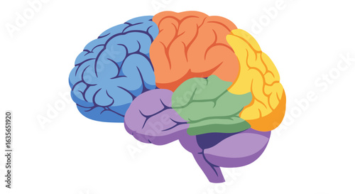 Vibrant, colorful brain illustration highlighting key lobes for educational and scientific concepts