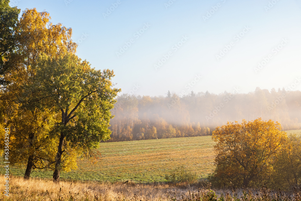 Fototapeta premium Autumn colored trees with fog in the landscape