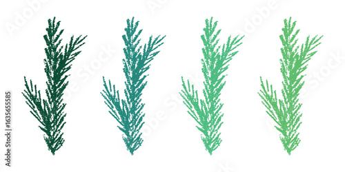 Set of hand drawn spruce branch clipart. Twig of coniferous tree doodle. Christmas and winter design element