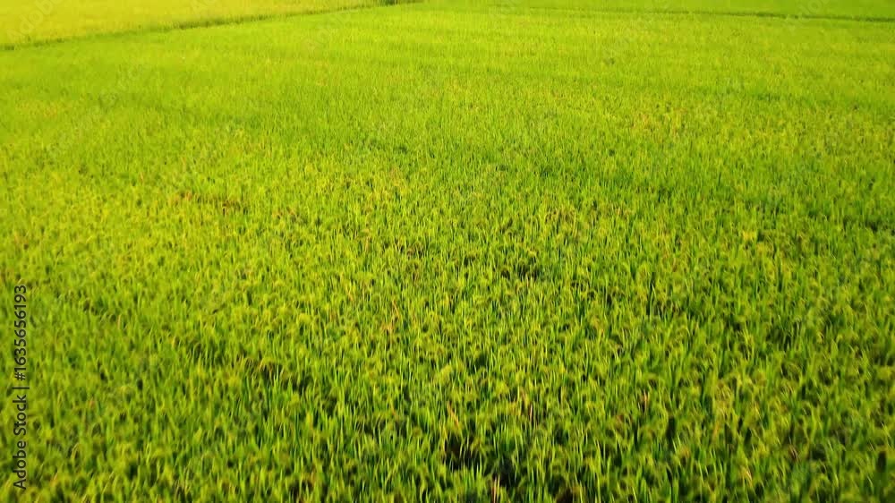 cinematic aerial drone view of paddy crop farming HD cinematic aerial drone view of paddy crop farming HD