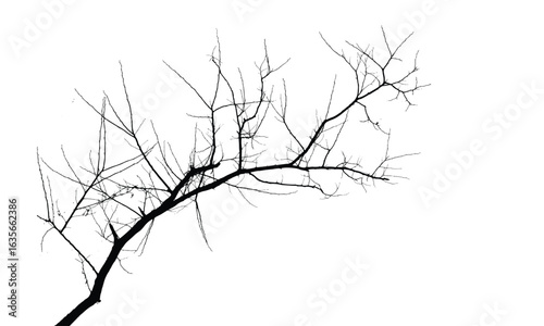 Silhouette of bare branche of tree isolated on white. Black and white vector illustration
