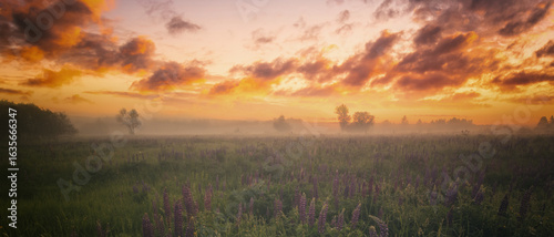 Lupines field bathed in vibrant sunrise glow. Tranquil countryside scene for dreamy landscape background. Serene nature escape or ethereal spring greetings. Vintage film aesthetic.