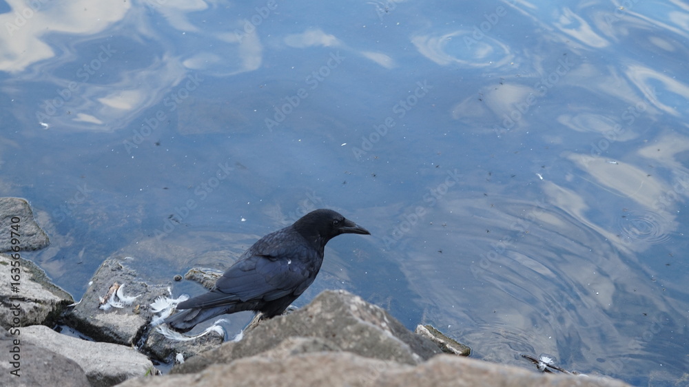 Fototapeta premium animals