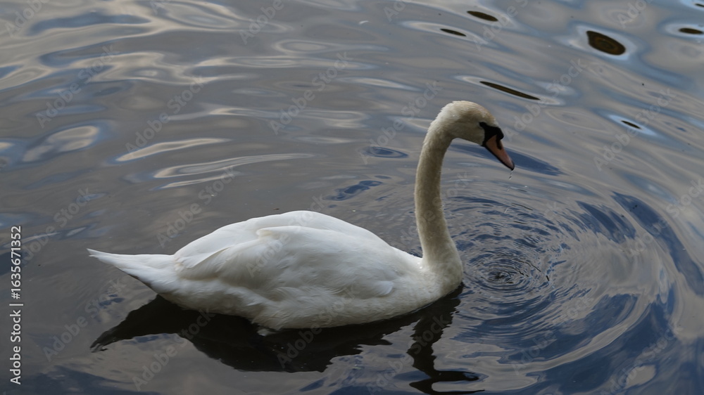 Fototapeta premium animals