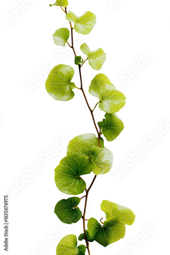 A vine growing up one side of an image against an all white background