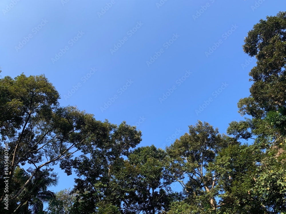 Obraz premium sky and trees