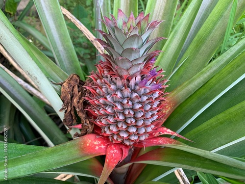 Wallpaper Mural pineapple in the garden Torontodigital.ca