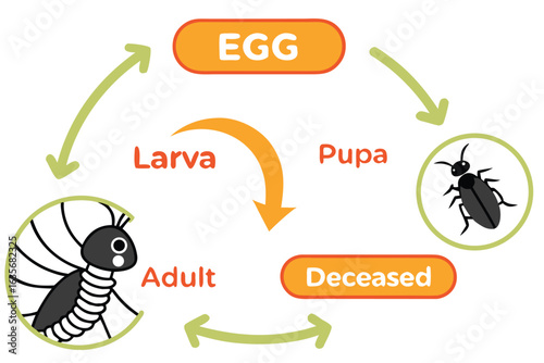 Illustration showing the life cycle of an insect with stages egg larva pupa adult and deceased in a circle