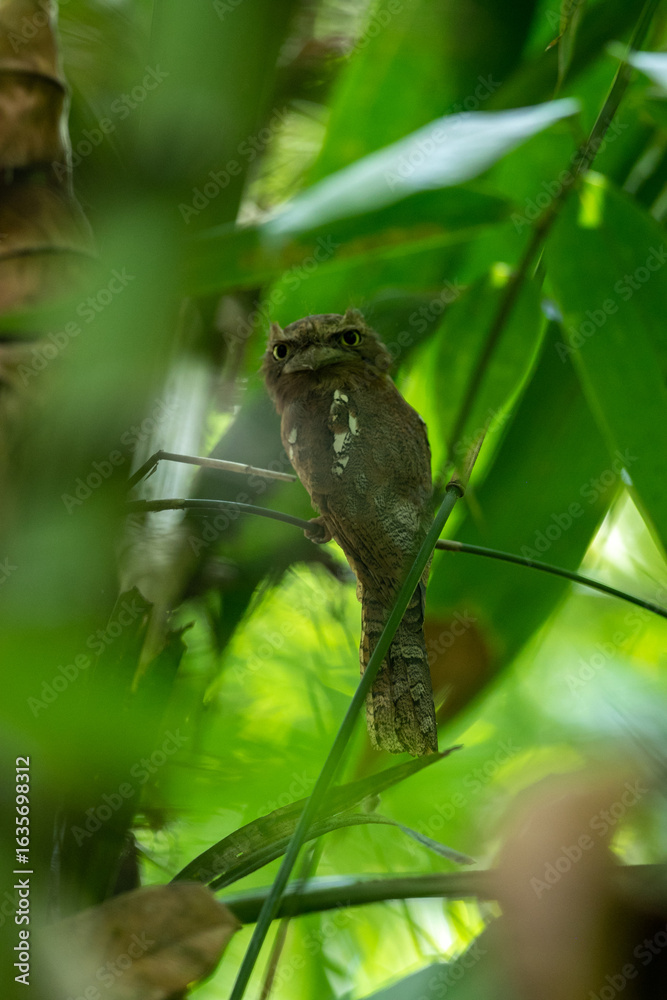 Fototapeta premium Gould's frogmouth (Batrachostomus stellatus) is a species of bird in the family Podargidae