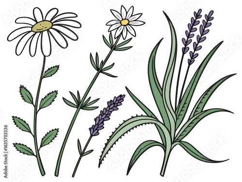 Hand drawn vector illustration of chamomile and lavender flowers. Medicinal herbs, aromatherapy, and natural remedies concept. Botanical doodle art for health and wellness designs.