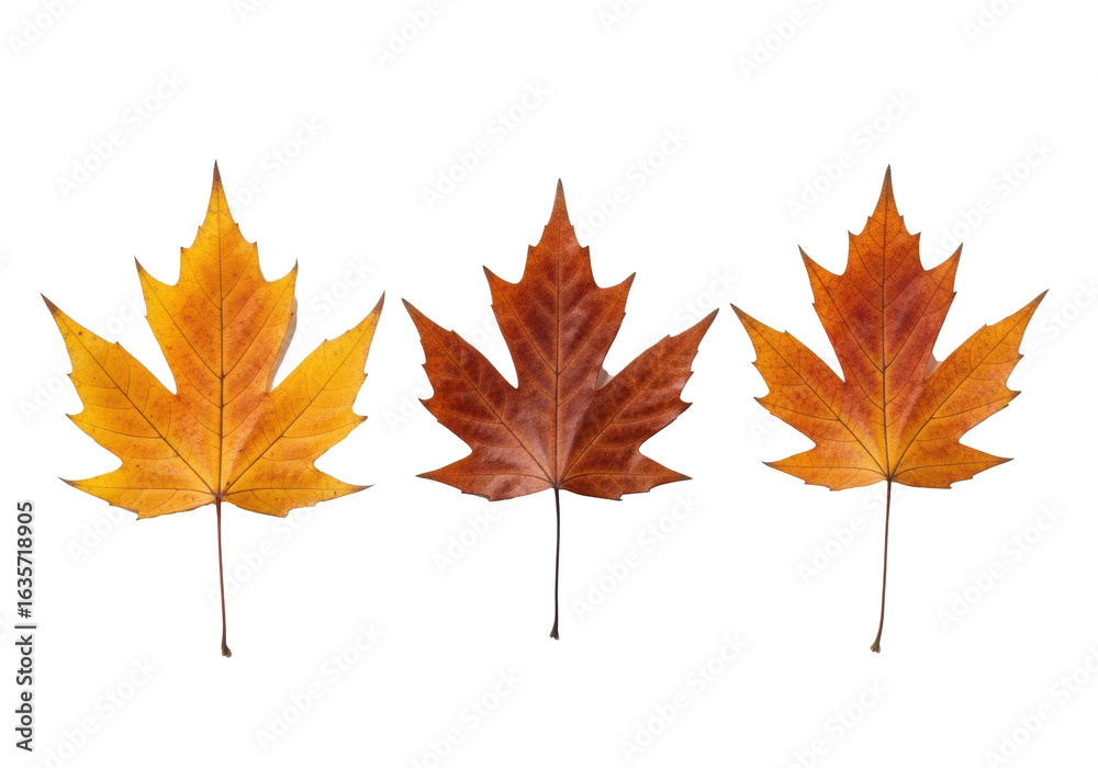 Fototapeta premium Three dry autumn leaves, golden orange, deep russet brown, and warm amber, with intricate veins and curled edges, arranged horizontally on a transparent background with copy space, top-down flat lay.