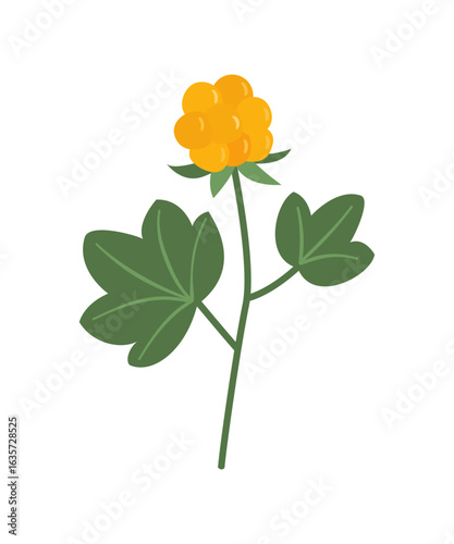 Cloudberry, Rubus chamaemorus vector illustration.