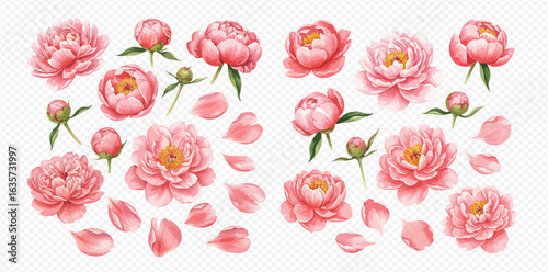 A beautiful set of pink peony flowers, buds, and petals illustrated in a realistic watercolor style.