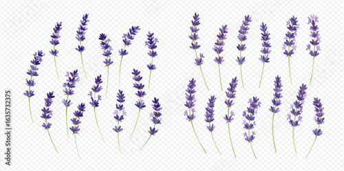 A beautiful set of isolated purple lavender flower sprigs, illustrated in a realistic style.