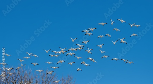 A beautiful shot of a group of snow geese migrating with the blue sky in the background - captured in perfect lighting