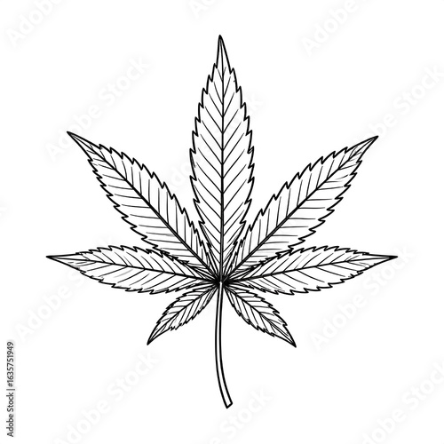 Detailed cannabis leaf drawing