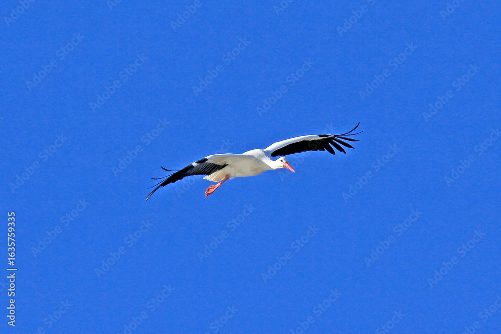 Obraz premium une cigogne en plein vol
