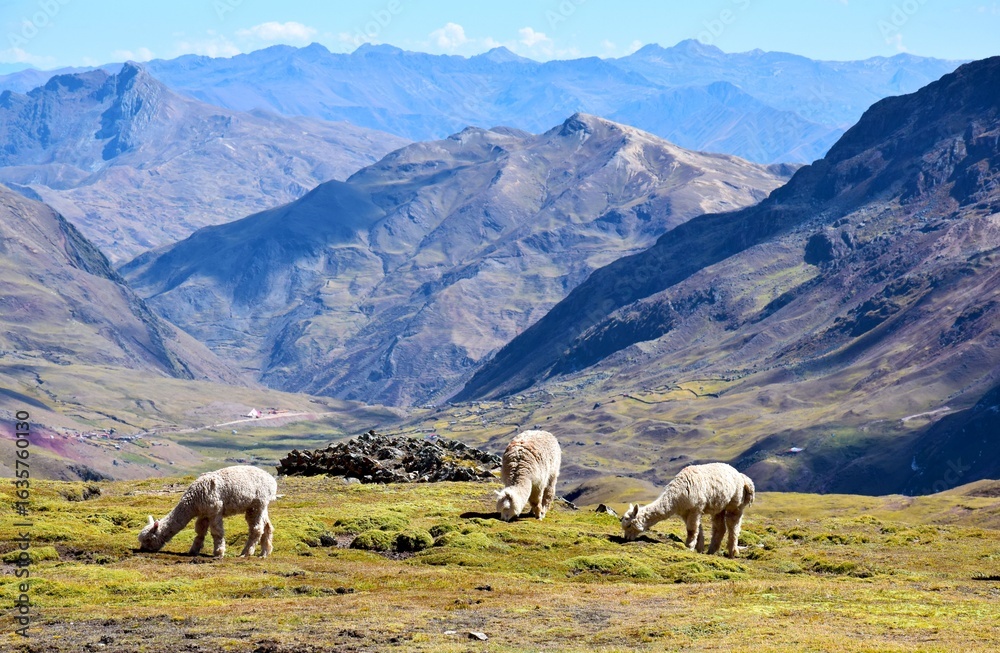 Fototapeta premium Alpaca portrait in the Vilcanota mountain range.