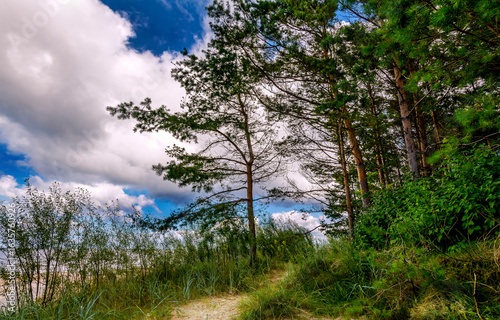 Coastal area of the Baltic Sea and a forested pine park with sand dunes