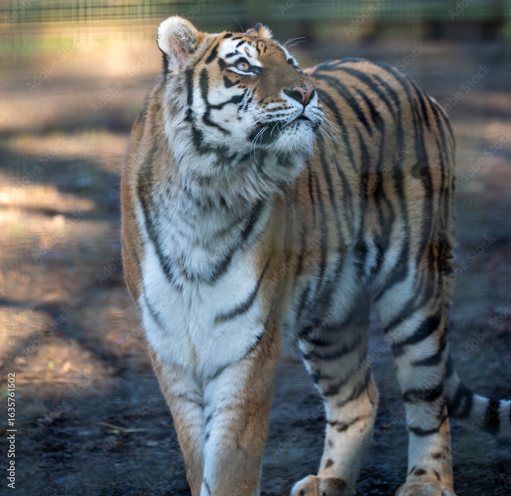 Obraz premium Tiger cat predator animal wildlife nature zoo stripe fur beautiful wild power strength majestic orange look pose elegant carnivore mammal