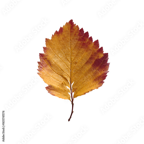 PNG single dry maple leaf on isolated background