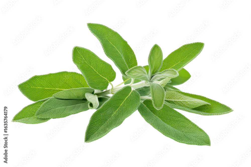 Obraz premium fresh green sage leaves isolated on white or transparent png